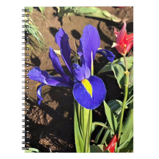 Iris i ett tulpanfält, Woodburn, Oregon Anteckningsbok (Framsidan)