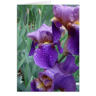 Iris i regnet hälsningskort