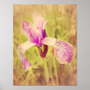 Iris i rosor poster