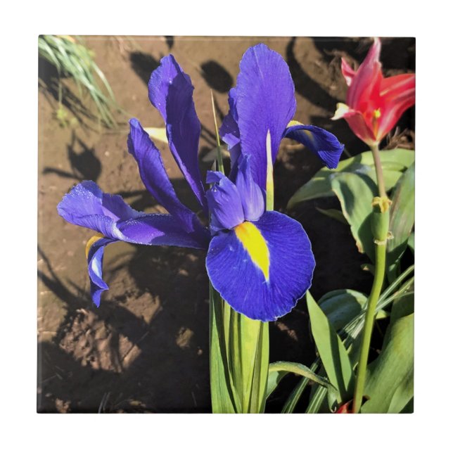 Iris i Tulip Fält, Woodburn, Oregon Kakelplatta (Framsidan)