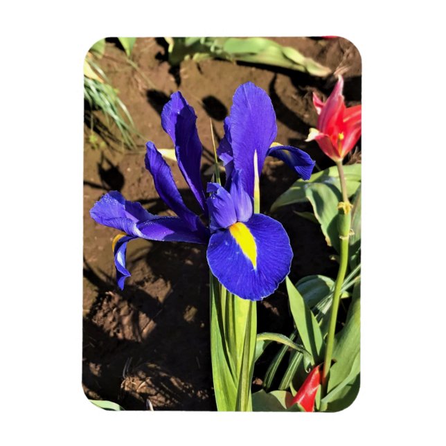 Iris i Tulip Fält, Woodburn, Oregon Magnet (Vertikal)