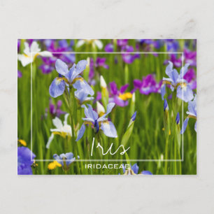 Iris Iridaceae Fält of Flowers Anpassningsbar Ph Vykort