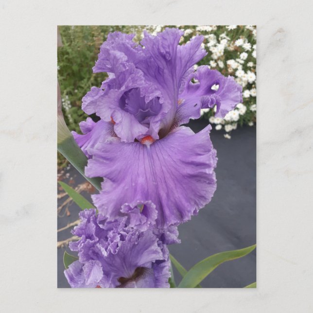 Iris Irisar Lila Blomma Blommig Födelsedagskort Vykort (Framsida)