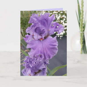Iris Irises Lila Flower Blommigt Birday Card Kort