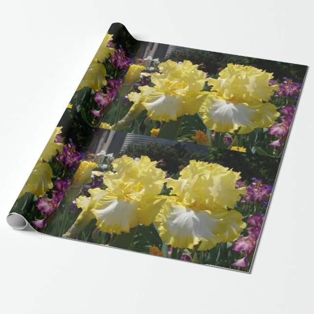 Iris-irisiserar blommor Gult Vit blommigt Beardad Presentpapper (Utrullad)