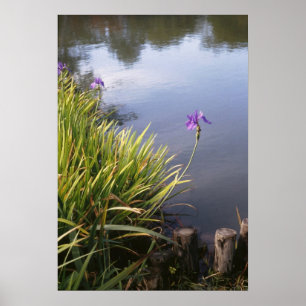 Iris, japanska trädgårdar poster