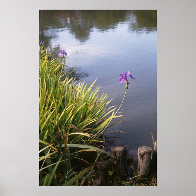Iris, japanska trädgårdar poster (Framsidan)