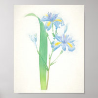 Iris Japonica Art Skriv ut