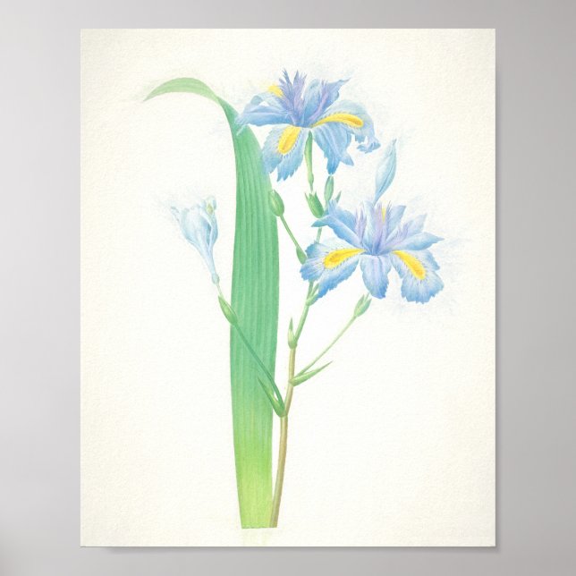 Iris Japonica Art Skriv ut Poster (Framsidan)