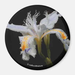 Iris Japonica i Spotlight Magnet