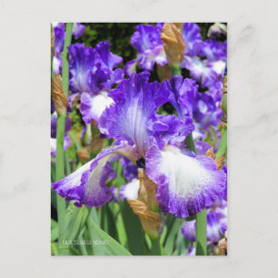 Iris "Jessies Sång" [vykort] ポ ス カ ー  Vykort