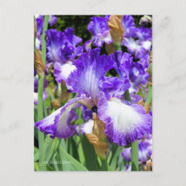 Iris "Jessies Sång" [vykort] ポ ス カ ー  Vykort