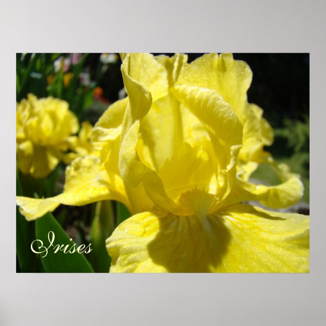 Iris konsttryck Gula Iris konst Botanisk Poster (Framsidan)