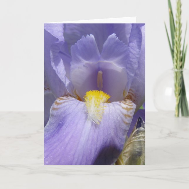 Iris Kort (Framsida)