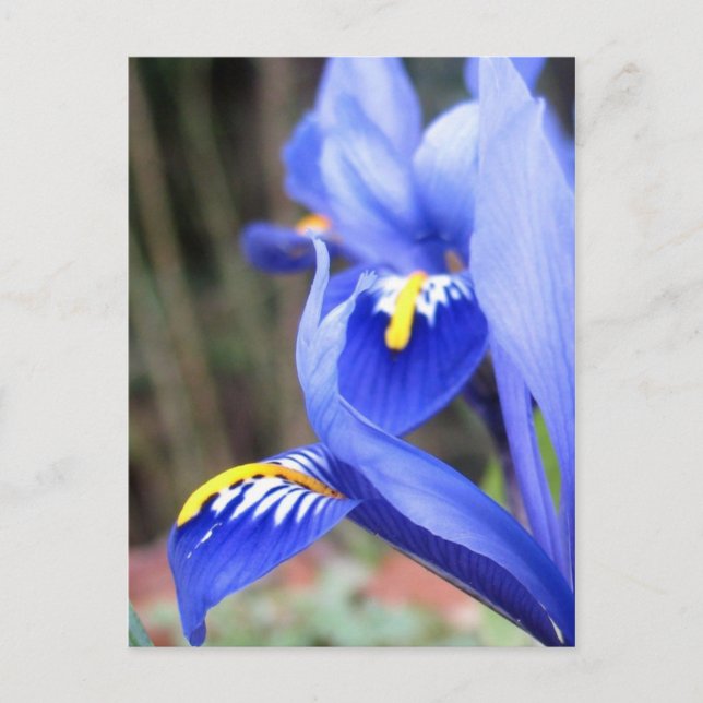 iris kronblad vykort (Framsida)