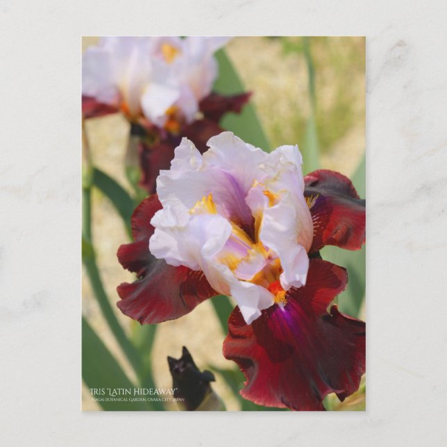 Iris "Latin Hideaway" [vykort] Vykort (Framsida)