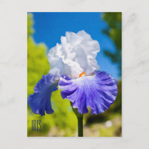Iris Lodrät vykort