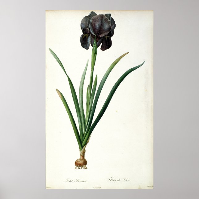 Iris Luxiana, from `Les Liliacees', 1805 Poster (Framsidan)