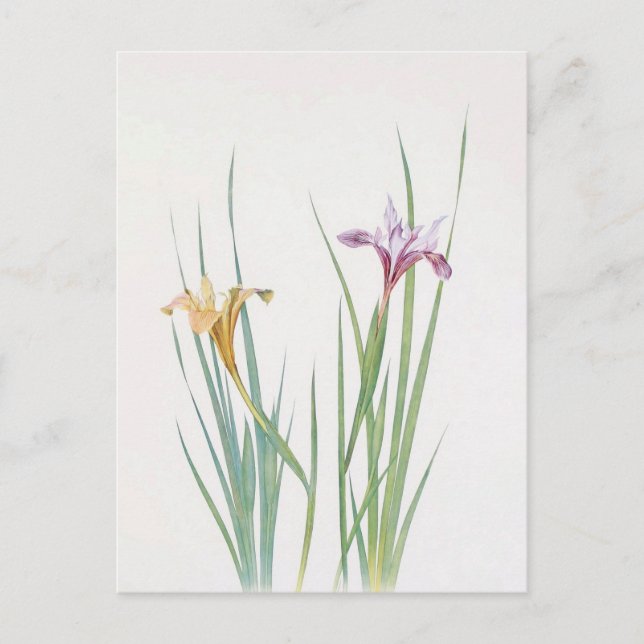 Iris Macrosiphon av William Dykes Vykort (Framsida)