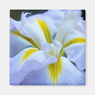 Iris Magnet