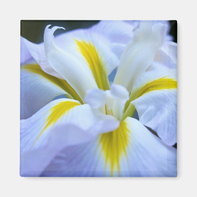 Iris Magnet (Framsidan)