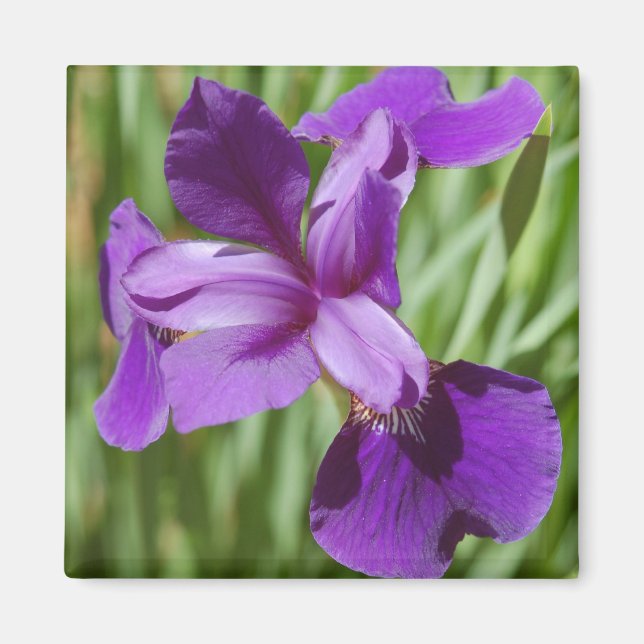 Iris Magnet (Framsidan)