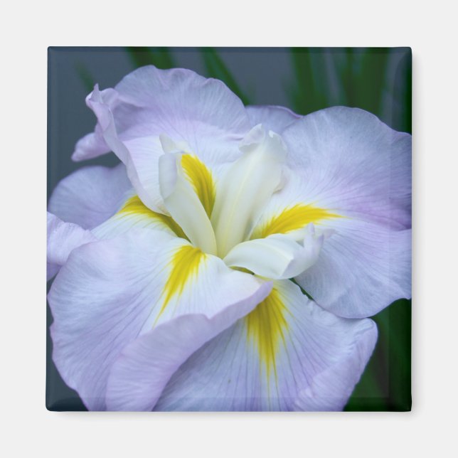 Iris Magnet (Framsidan)