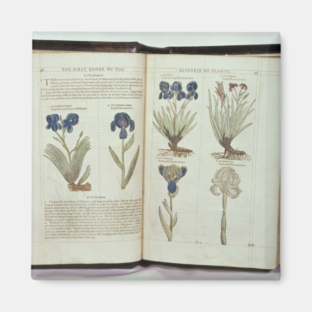 Iris Magnet (Framsidan)