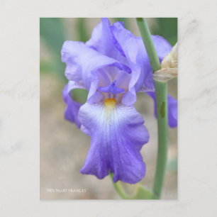 Iris "Mary Frances" [vykort] ポ ス ト カ ー Vykort