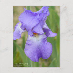 Iris "Mary Frances" [vykort] Vykort