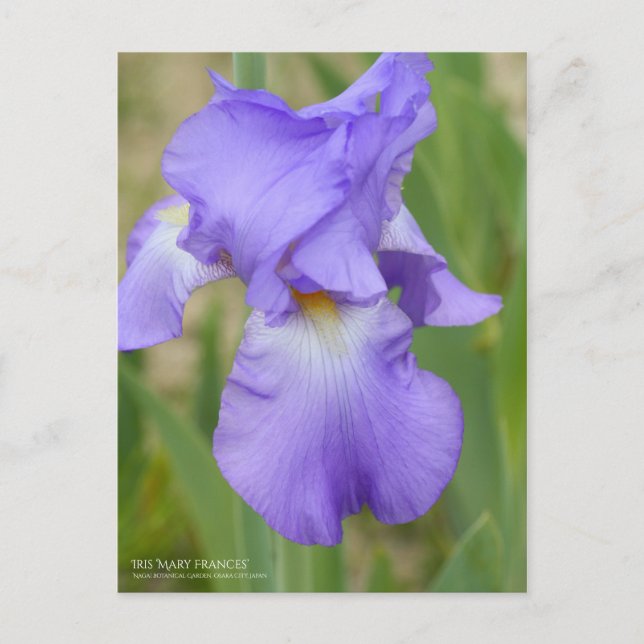 Iris "Mary Frances" [vykort] Vykort (Framsida)