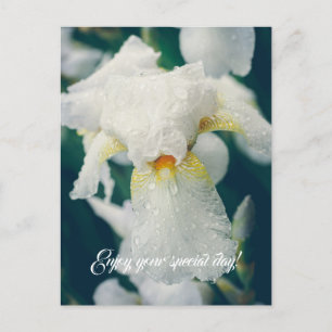 Iris med droplet vatten vykort