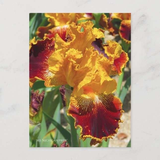 Iris ‘Michigan Pride’ [Postcard] ポストカード Vykort (Framsida)