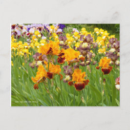 Iris "Michigan Pride" [vykort] ポ ス カ ー ト  Vykort