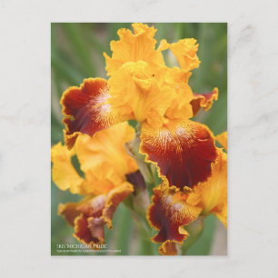 Iris "Michigan Pride":vykort Vykort