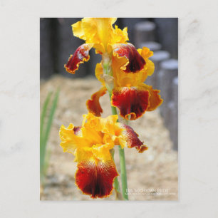 Iris "Michigan Pride":vykort Vykort