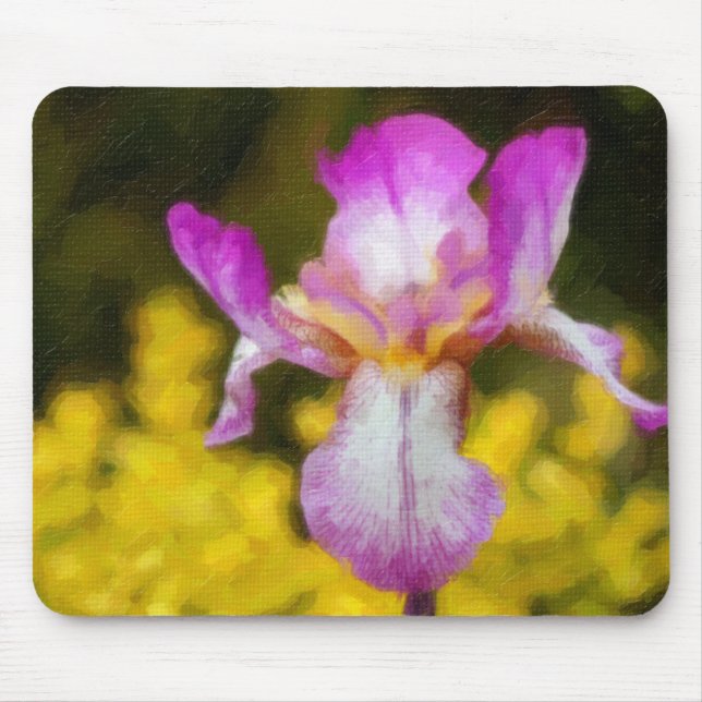 Iris Musmatta (Framsidan)