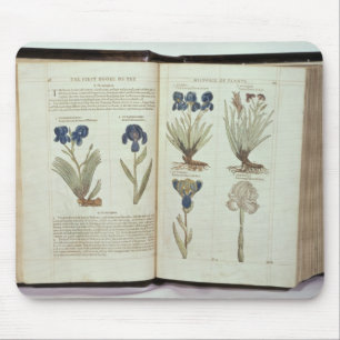 Iris Musmatta