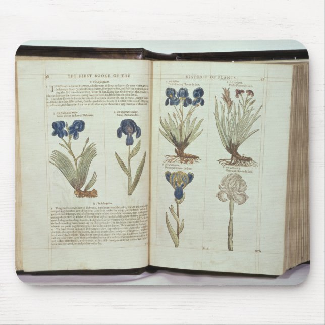 Iris Musmatta (Framsidan)