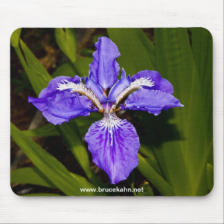 Iris Musmatta