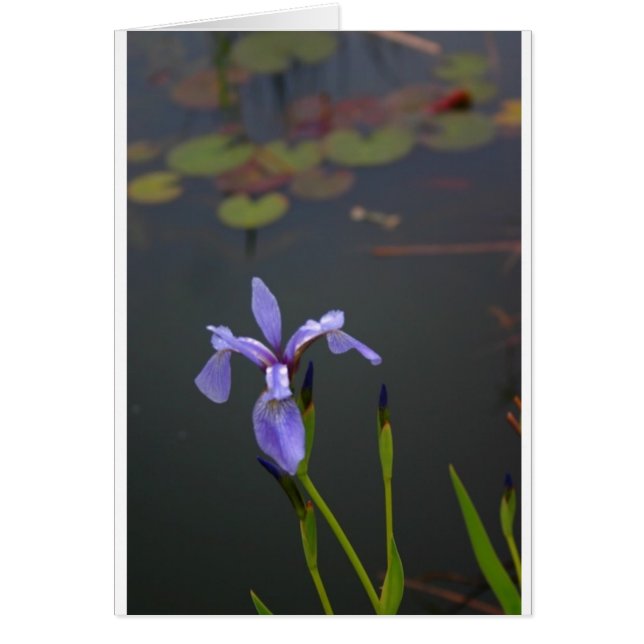 Iris OBS Kort (Framsidan)