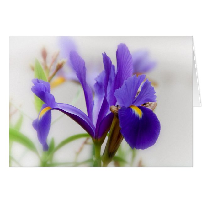 Iris OBS Kort (Framsidan Horizontal)