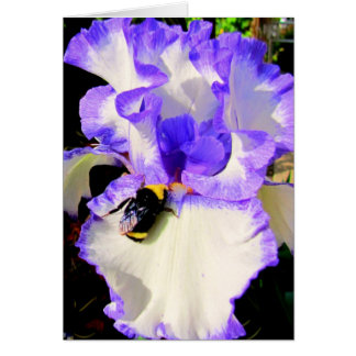 Iris och Bee OBS Kort