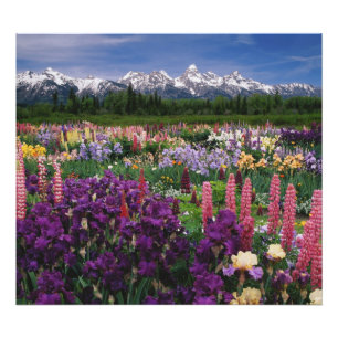 Iris och Lupin trädgård och Teton Range, Fototryck
