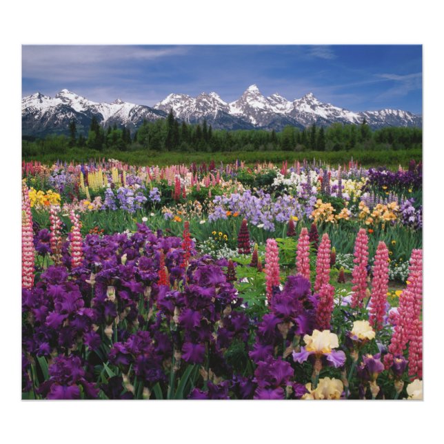 Iris och Lupin trädgård och Teton Range, Fototryck (Framsidan)
