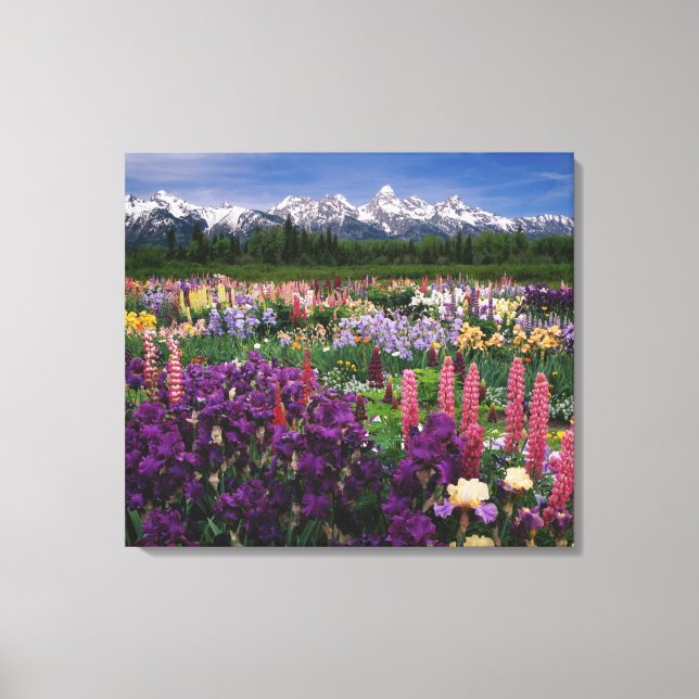 Iris och Lupine trädgård och Teton Range, Canvastryck (Framsida)
