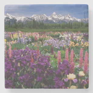 Iris och Lupine trädgård och Teton Range, Stenunderlägg