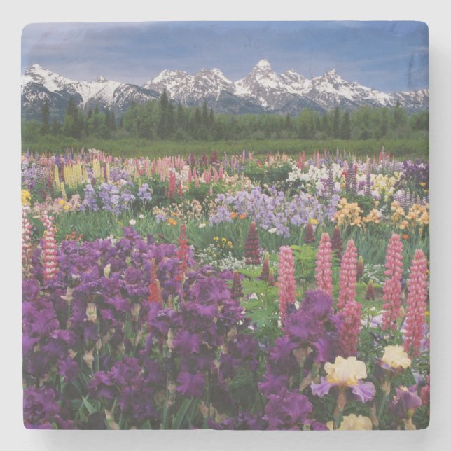 Iris och Lupine trädgård och Teton Range, Stenunderlägg (Framsidan)