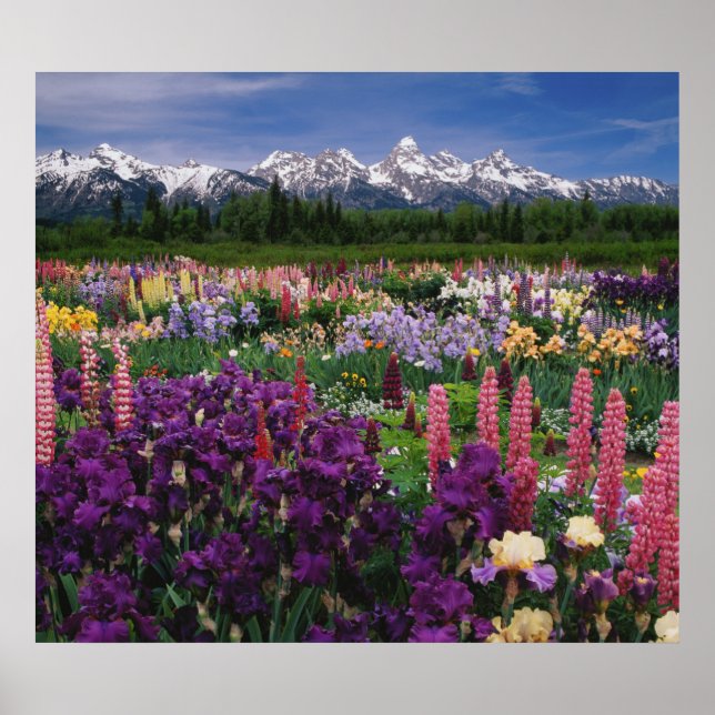 Iris- och Lupine-trädgård samt Teton Range Poster (Framsidan)