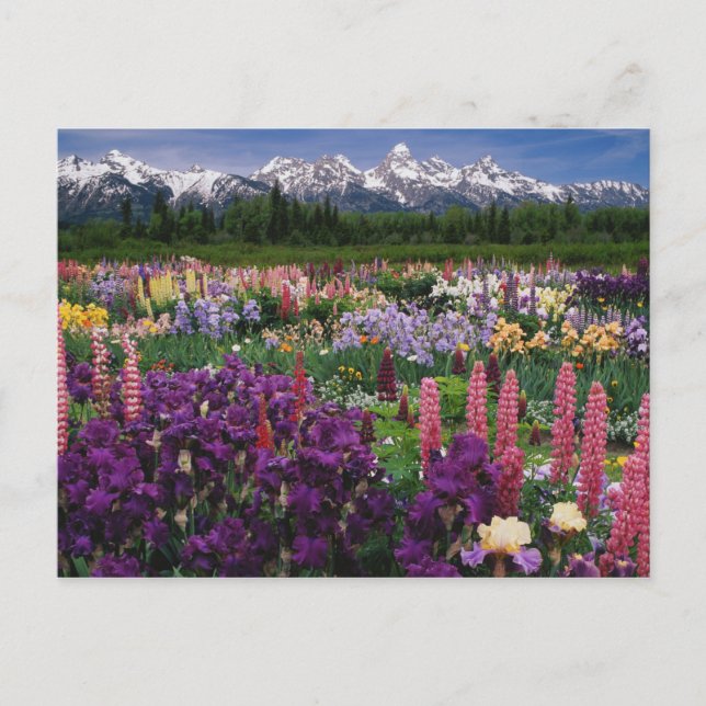 Iris- och Lupine-trädgård samt Teton Range Vykort (Framsida)